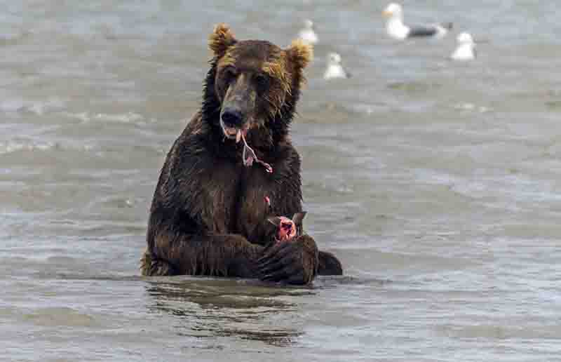 49 - Oso Pardo y salmon - Kamchatka - Rusia